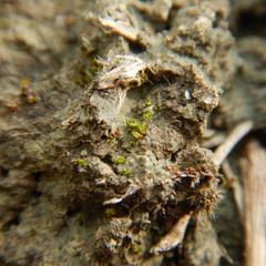 Aloina rigida