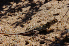 Ctenophorus maculatus