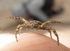 Xysticus locuples