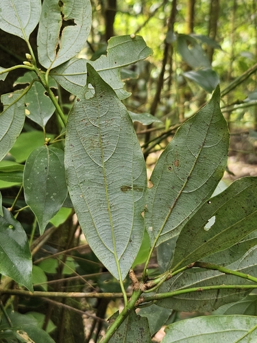 Neolitsea variabillima
