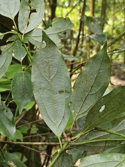 Neolitsea variabillima