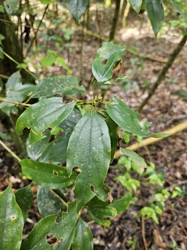 Neolitsea variabillima, photograph 2