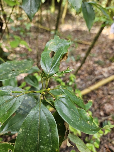 Neolitsea variabillima, photograph 3