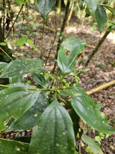 Neolitsea variabillima, photograph 4