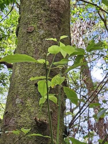 Neolitsea variabillima, photograph 5