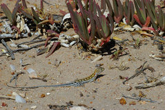 Ctenophorus maculatus