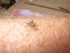 Xysticus locuples