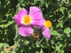 Cistus creticus