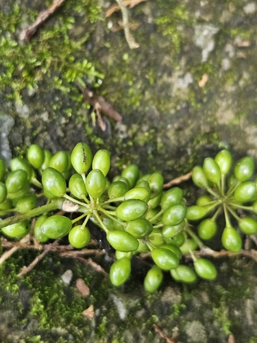 Image of Smilax bracteata by (c) Yu-Chang Chen, some rights reserved (CC BY)