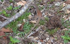 Pholidoscelis chrysolaemus