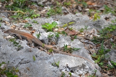 Pholidoscelis chrysolaemus