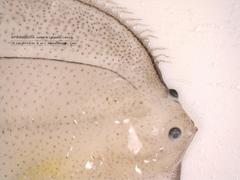 Pleuronectidae