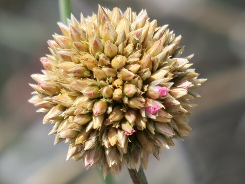 Image of Hermbstaedtia glauca by no rights reserved