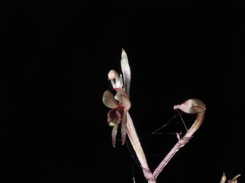 Acianthus corniculatus