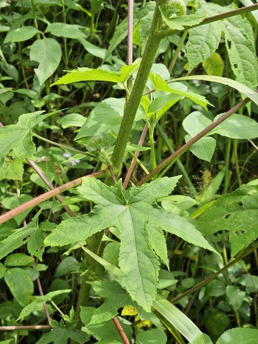 Image of Abelmoschus manihot by (c) Yu-Chang Chen, some rights reserved (CC BY)