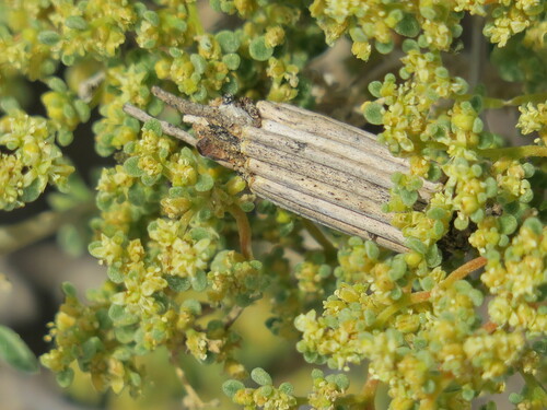 Image of Tetraena simplex by no rights reserved