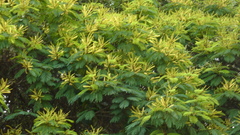 Stryphnodendron pulcherrimum