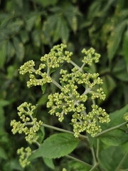 Patrinia monandra