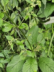Patrinia monandra, photograph (c) Yu-Chang Chen, some rights reserved (CC BY)