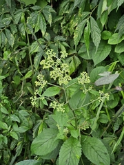 Patrinia monandra, photograph (c) Yu-Chang Chen, some rights reserved (CC BY)