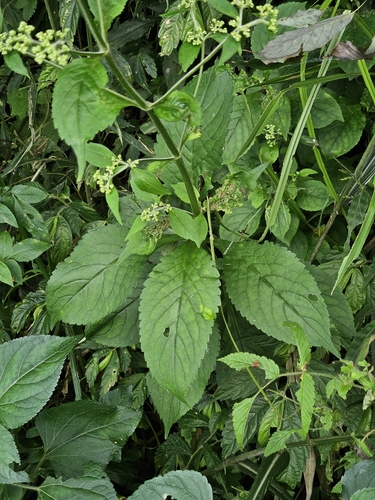 Patrinia monandra, photograph 4