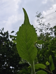Patrinia monandra, photograph (c) Yu-Chang Chen, some rights reserved (CC BY)
