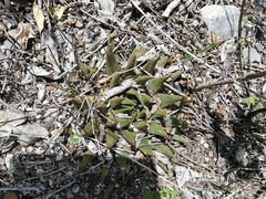 Ariocarpus trigonus