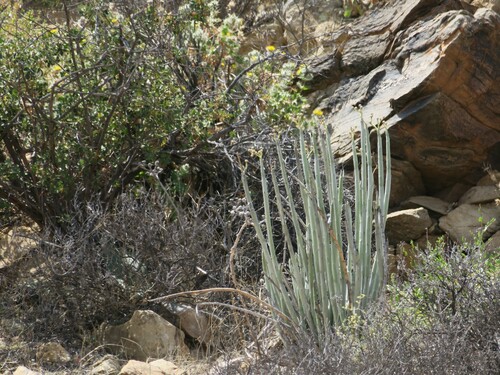 Image of Euphorbia dregeana by no rights reserved