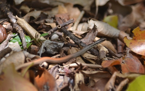 Hypsirhynchus parvifrons