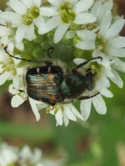 Trichiotinus viridans