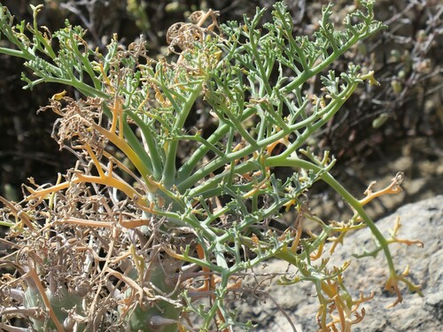 Image of Pelargonium paniculatum by no rights reserved