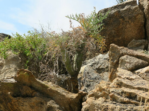 Image of Pelargonium paniculatum by no rights reserved
