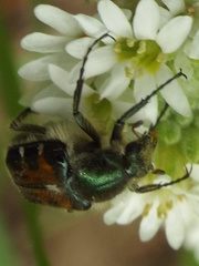Trichiotinus viridans