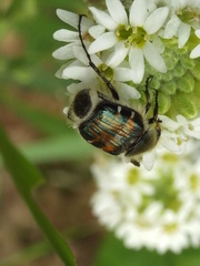 Trichiotinus viridans