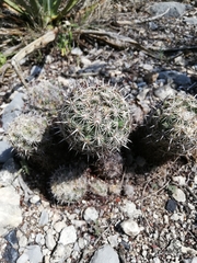 Coryphantha delicata