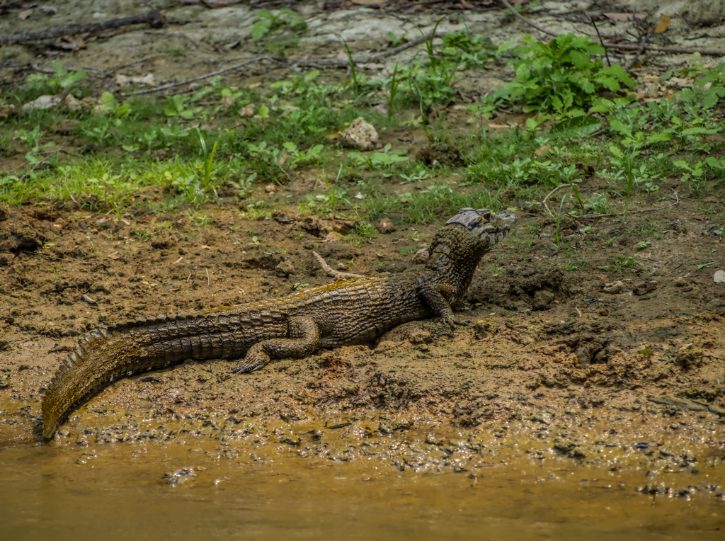Black Caiman