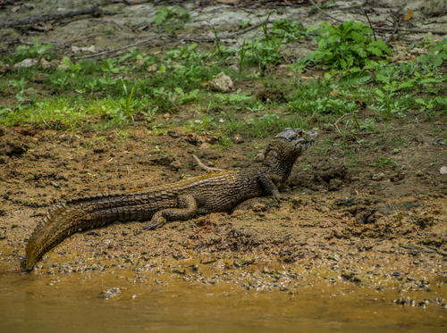 Black Caiman