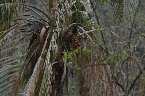 Image of Parajubaea torallyi by (c) Fernando Ignacio Vilar Cueto, some rights reserved (CC BY)