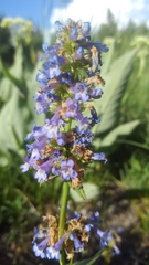 Penstemon rydbergii