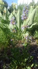 Penstemon rydbergii