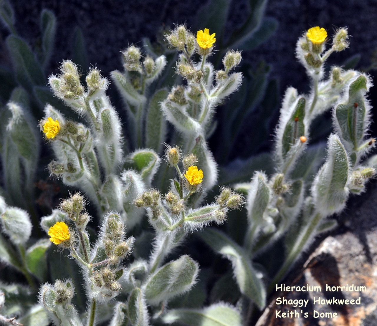 Hieracium horridum
