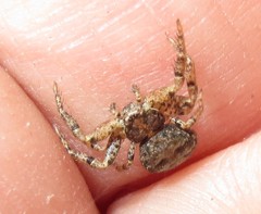 Xysticus locuples
