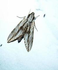Sphinx dollii