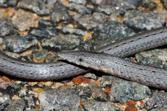 Burton's Legless Lizard photo 5