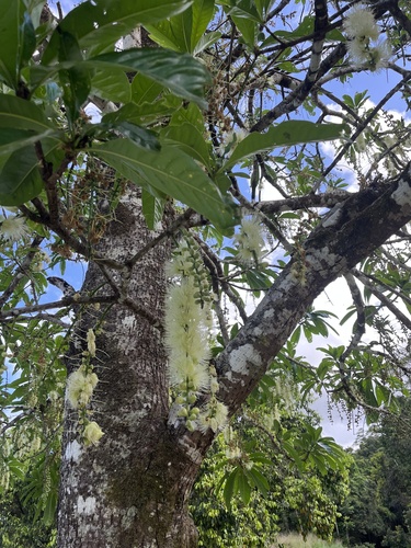 Barringtonia calyptrata observed 2024-10-04
