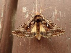 Autographa sansoni