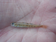Etheostoma