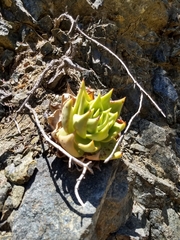 Dudleya acuminata