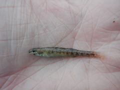Etheostoma gracile