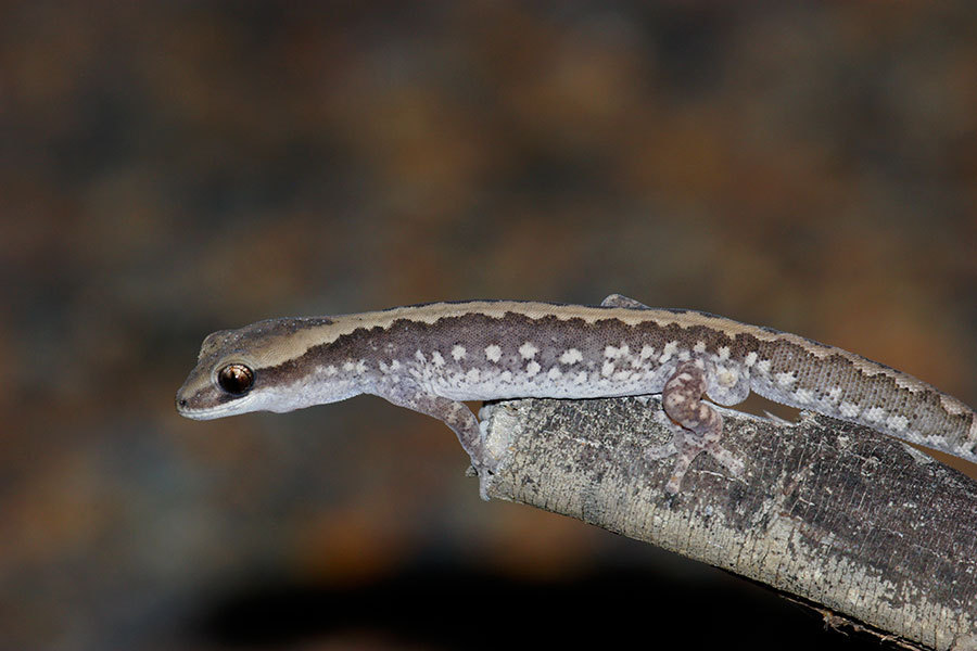 Ornate Stone Gecko